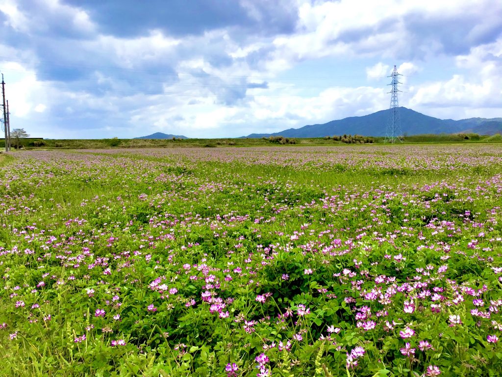 レンゲ草