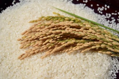令和4年産新米山口県産こしひかり10kg